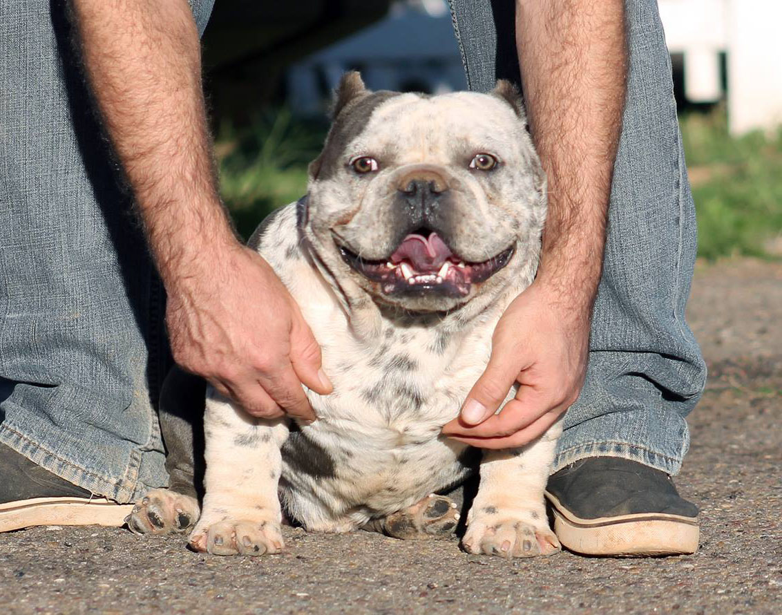 micro-bully-pups-for-sale