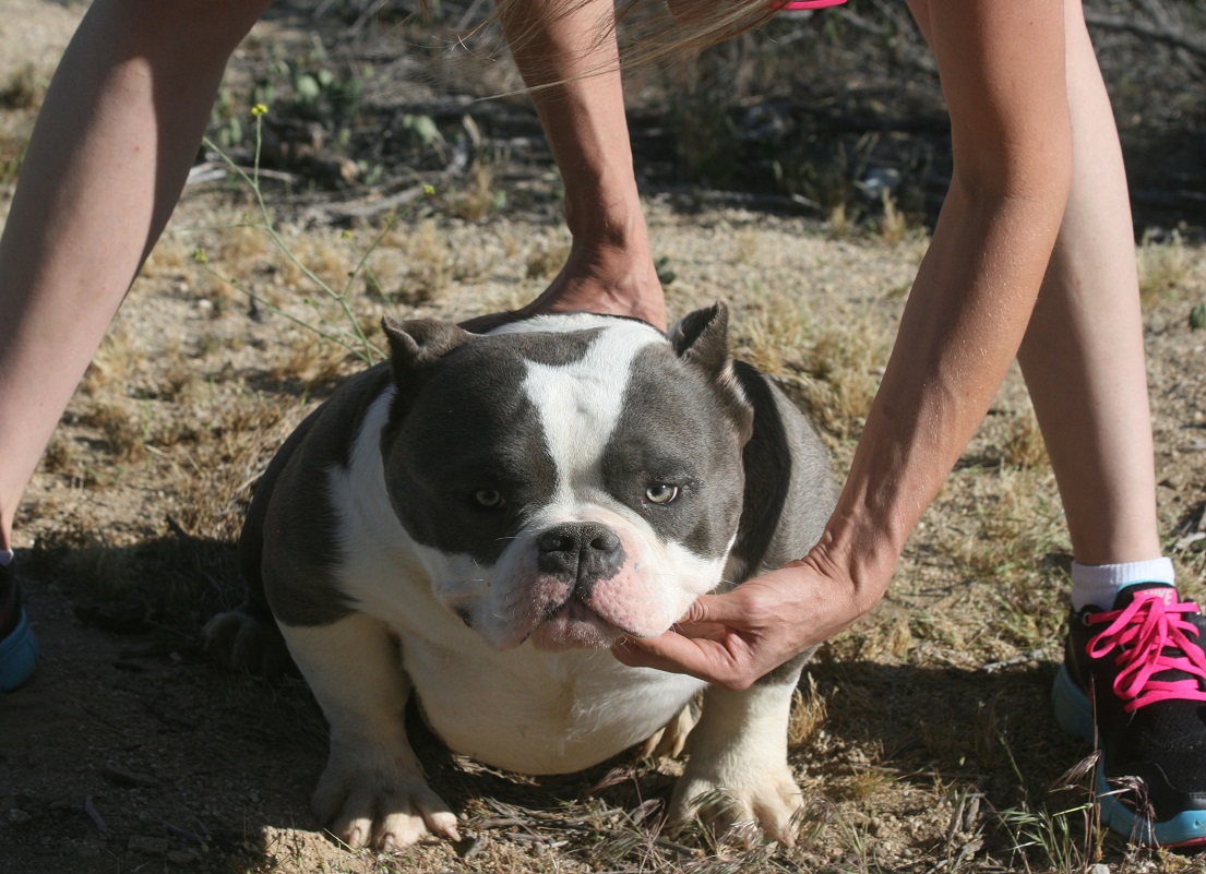 exotic bullies for sale