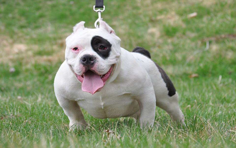 micro bully puppies image gallery micro bully micro bully puppies image gallery micro bully