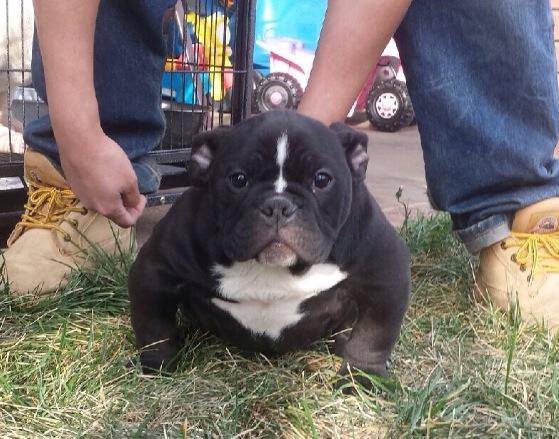 micro mini bully for sale