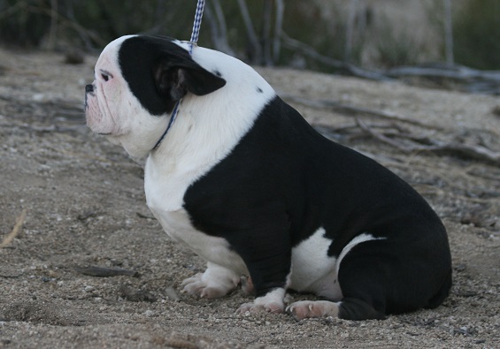 This is a Toadline Micro American Bully. These dogs are bred