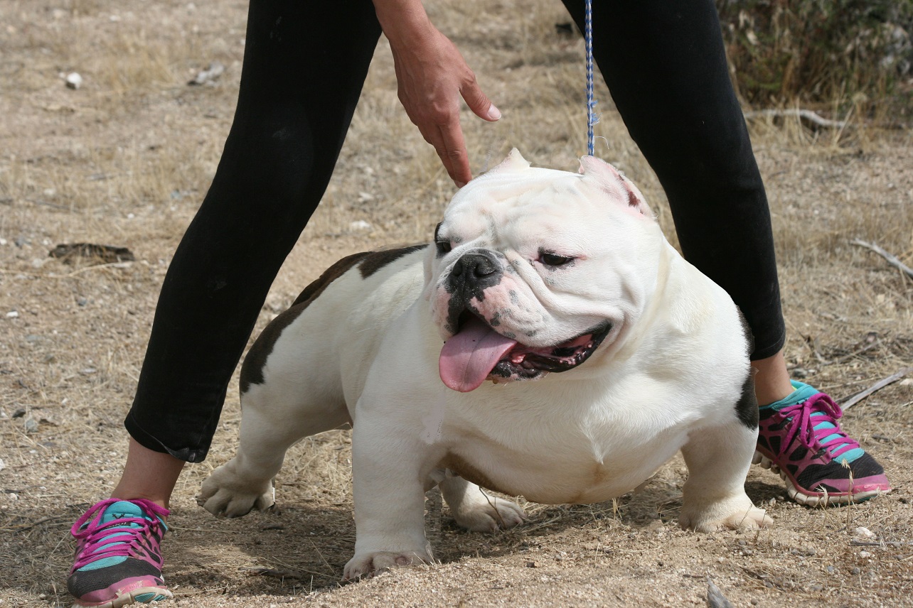 micro exotic american bully for sale