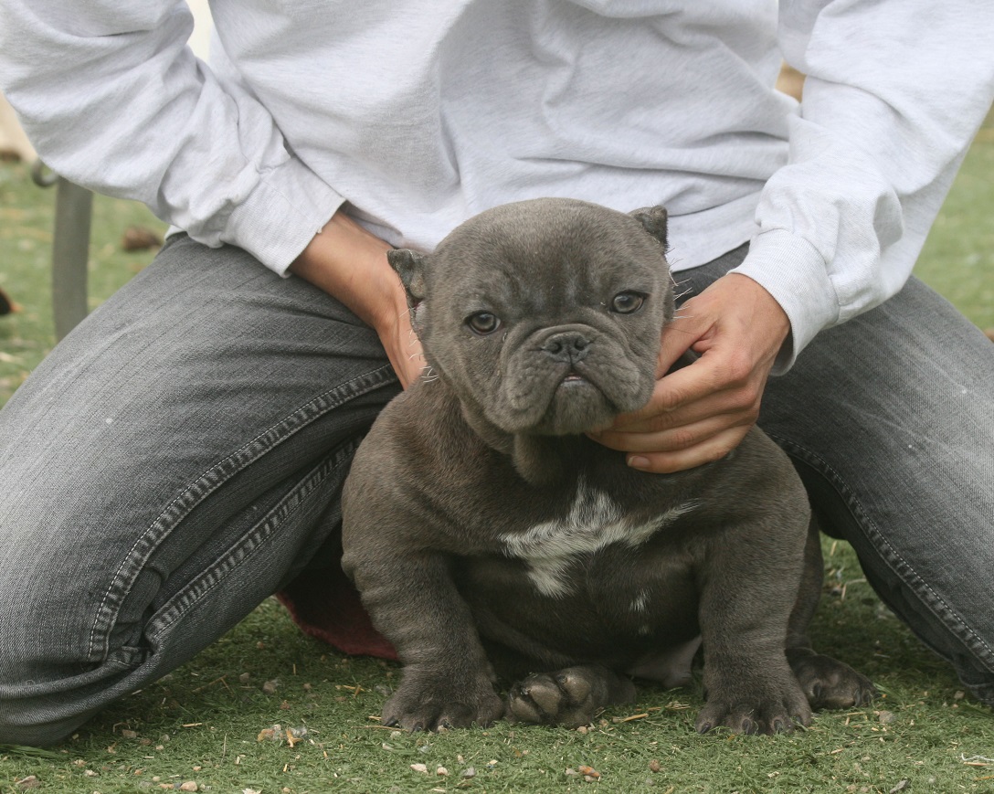 micro exotic bully puppies for sale