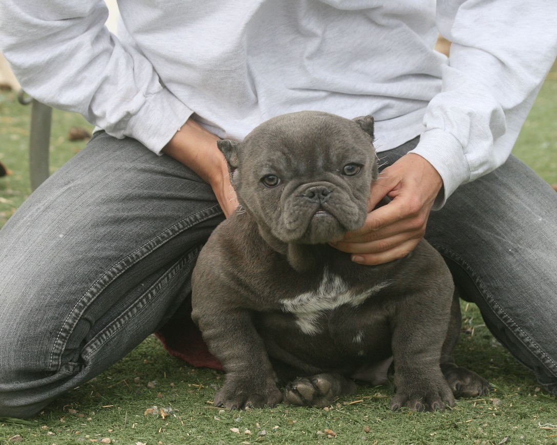 miniature exotic bully