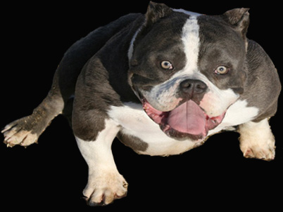 micro bully puppies for sale bullies for sale toadline bullies bully kennel micro bullies micro bully puppies for sale bullies for sale toadline bullies bully kennel micro bullies